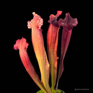 Vijf kleurrijke vleesetende planten