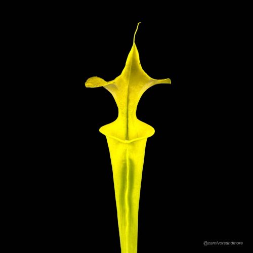 I71WF0KPT8aqQIdVeFY5.jpg I71WF0KPT8aqQIdVeFY5.jpg