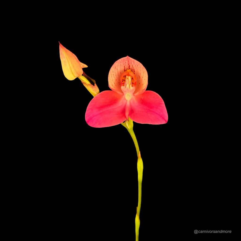 carnivorsandmore – Deine Quelle für seltene Pflanzen Disa x "Rosy Face"