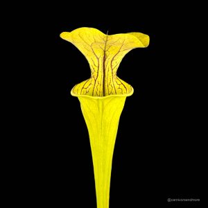 Sarracenia oreophila "Giant", ex. Nerz