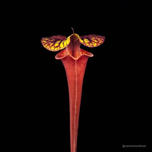 IcKgOf4Z2Db8Z3VZ6Vto.jpg IcKgOf4Z2Db8Z3VZ6Vto.jpg