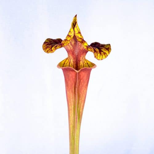 JWSivU5cBZh0PAhYpDXP.jpg JWSivU5cBZh0PAhYpDXP.jpg