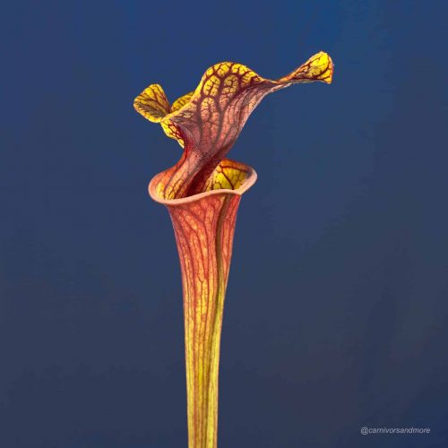 KJAxZFHNauf1ni1fqRNR.jpg KJAxZFHNauf1ni1fqRNR.jpg