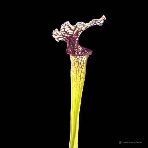 Sarracenia (leucophylla x oreophila) x "Marilyn Monroe"