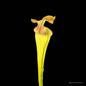Sarracenia oreophila, Cherokee Co. Sl O 14/1