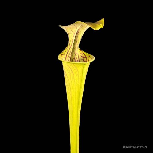 KsoiRlWZl1bUXPcwGemy.jpg KsoiRlWZl1bUXPcwGemy.jpg