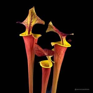 Sarracenia flava var. atropurpurea, Waccamaw, original clone