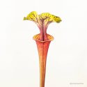 Vleesetende plant met kleurrijke bladeren