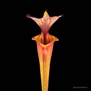 Sarracenia flava var. atropurpurea, PW F 02, Blackwater State Forest, Fl, 40cmﾠ