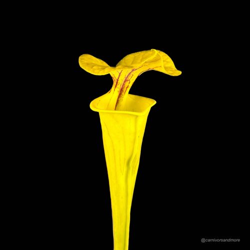 LmhDyQIBwPDkr1MdxlLc.jpg LmhDyQIBwPDkr1MdxlLc.jpg