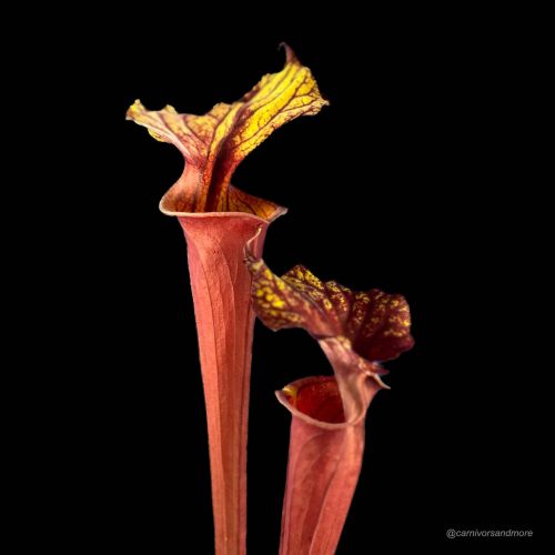 MGSkhOAM421QCnb40sJx.jpg MGSkhOAM421QCnb40sJx.jpg