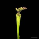 Sarracenia x "Arthur Wheeler"