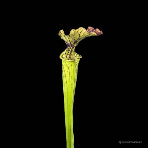 Sarracenia x "Arthur Wheeler".jpg Sarracenia x "Arthur Wheeler"
