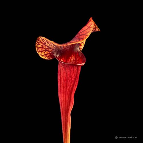 Mns34GREpdsLFvyemJP9.jpg Carnivorenplant met opvallende kleuren