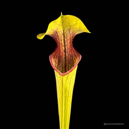 NZ3uq2BrJEq12f0pyqzb.jpg Kleurige vleesetende plant met nerven