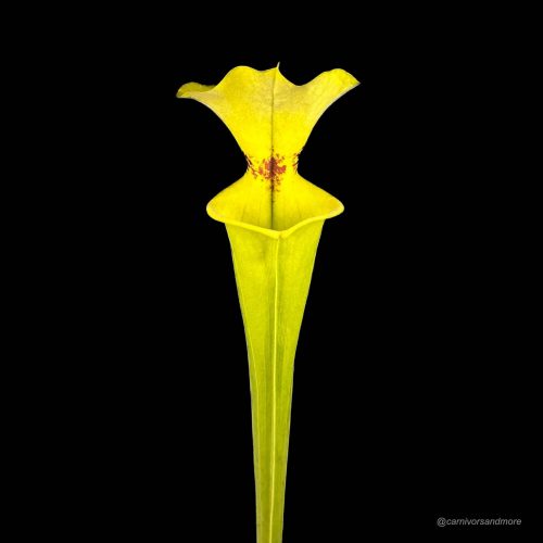 OIyxLsF2UZC35WAIKeAS.jpg OIyxLsF2UZC35WAIKeAS.jpg