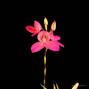 Disa x watsonii "Sandra"