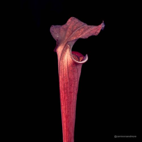 OPLb1ALi5dVaIzHDypcP.jpg Vleesetende plant met opvallende kleur