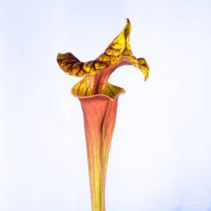 Sarracenia flava var. atropurpurea "Giant", Apalachicola Florida, MK F 137