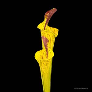 Sarracenia flava var. ornata Lidless PW F 89