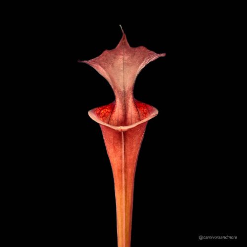 PIPGKCpZsZEnP1vL3Q5q.jpg PIPGKCpZsZEnP1vL3Q5q.jpg