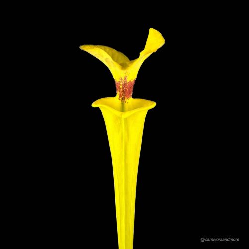 PXBlv4AP1GS7SRSa4Cev.jpg PXBlv4AP1GS7SRSa4Cev.jpg