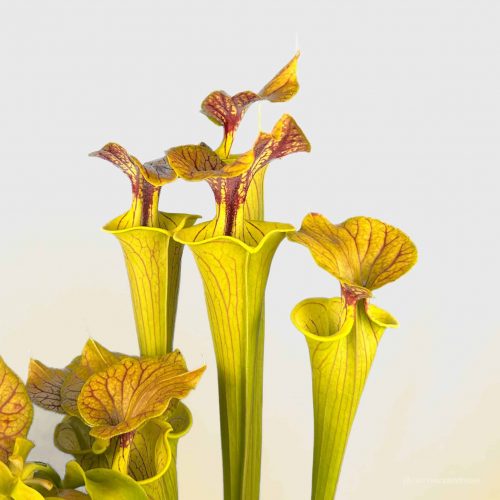 Q8IVz9giIjEi8lYlS4zI.jpg Q8IVz9giIjEi8lYlS4zI.jpg