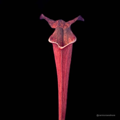 QAzhSFhSB66QbAxXEBBH.jpg Een unieke, kleurrijke vleesetende plant.