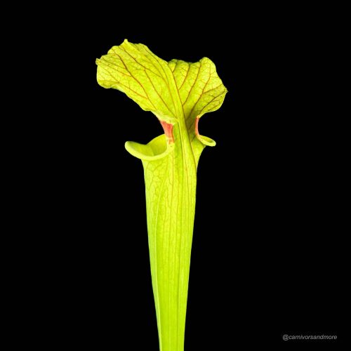 QC6dpeea6wNlmlQ1jPB7.jpg Vleesetende plant met groene kleur