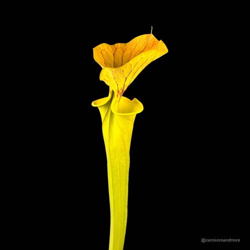 RKymOmwPCkgo2rT2abDO.jpg RKymOmwPCkgo2rT2abDO.jpg