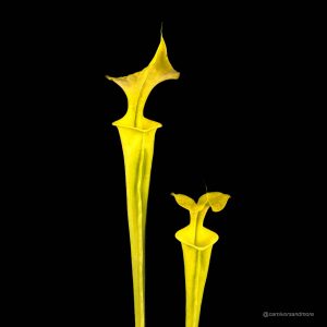Sarracenia flava f. viridescens (heterophylla), near Shallote, Brunswick Co., NC, 30-40 cm