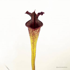 Vleesetende plant met opvallende kleuren