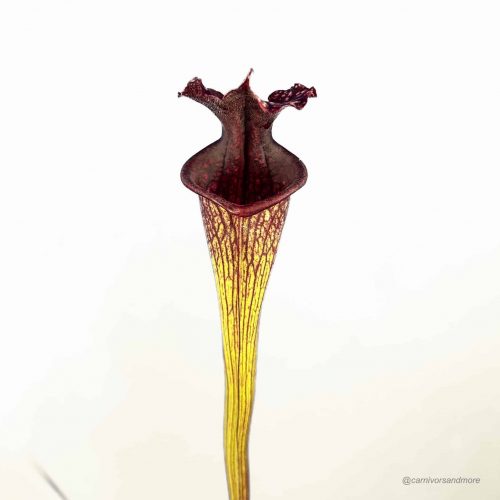 S5B0G45aP6sVPHUzfQtC.jpg Vleesetende plant met opvallende kleuren