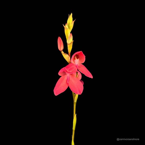 T1Ka1h1h7yPeMO8zn4qr.jpg T1Ka1h1h7yPeMO8zn4qr.jpg