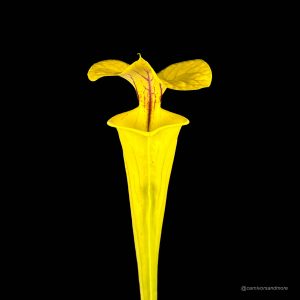 Sarracenia flava var. flava, MK F 199, Genova Bot. Garden