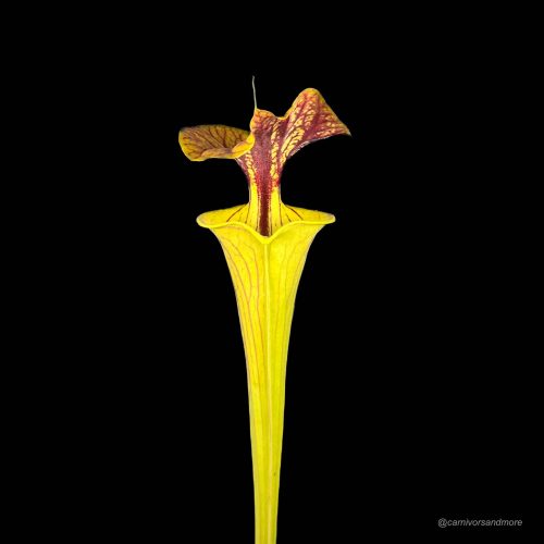 TzMI34YXOfsEDm4ThCRX.jpg TzMI34YXOfsEDm4ThCRX.jpg