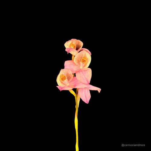 UB1A1i1jcuN8baF0nNFY.jpg UB1A1i1jcuN8baF0nNFY.jpg