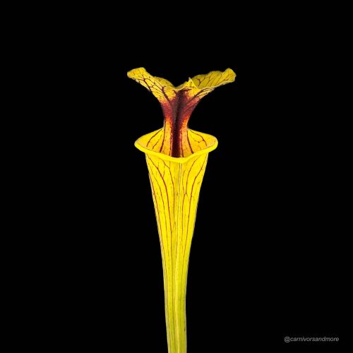 UbFfkz0ZlXVsdJaerdRS.jpg UbFfkz0ZlXVsdJaerdRS.jpg