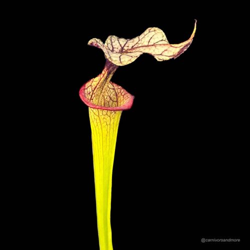 UcO6wBgxLFELPFf7VXhu.jpg Carnivorenplant met kleurrijke bladeren