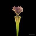 Sarracenia x "Arthur Wheeler"