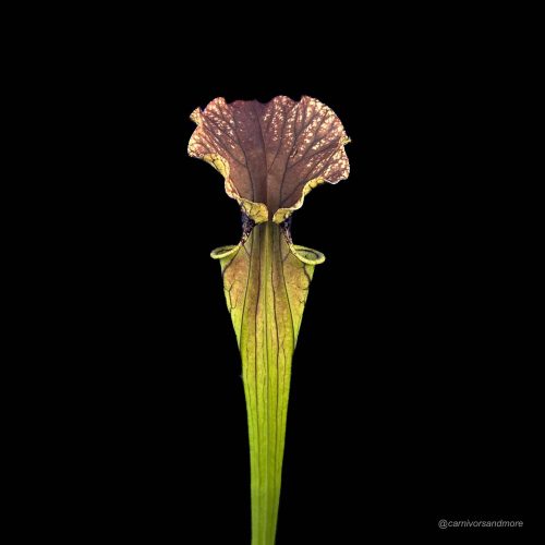 Sarracenia x "Arthur Wheeler".jpg Sarracenia x "Arthur Wheeler"