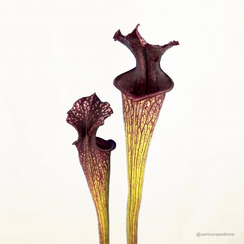 Carnivore plant met paarse bladeren