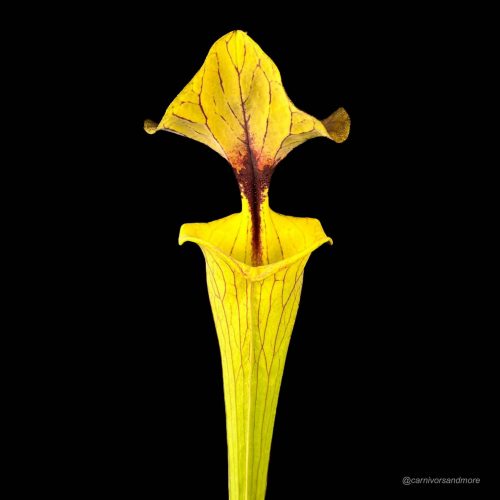 UzSnGhGSnrnL9JjgFJdl.jpg Gelbe fleischfressende Pflanze auf Schwarz