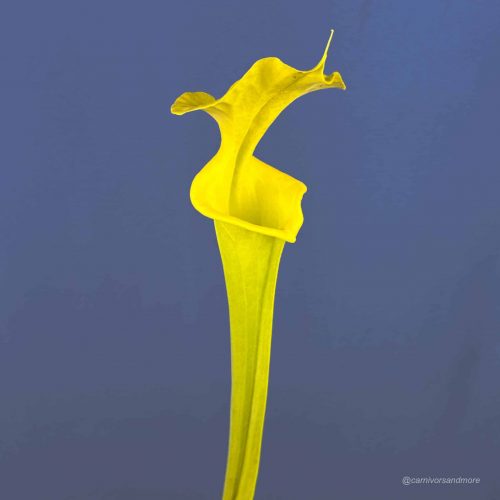 VKo53SvDlLSRDZGi4IS1.jpg VKo53SvDlLSRDZGi4IS1.jpg