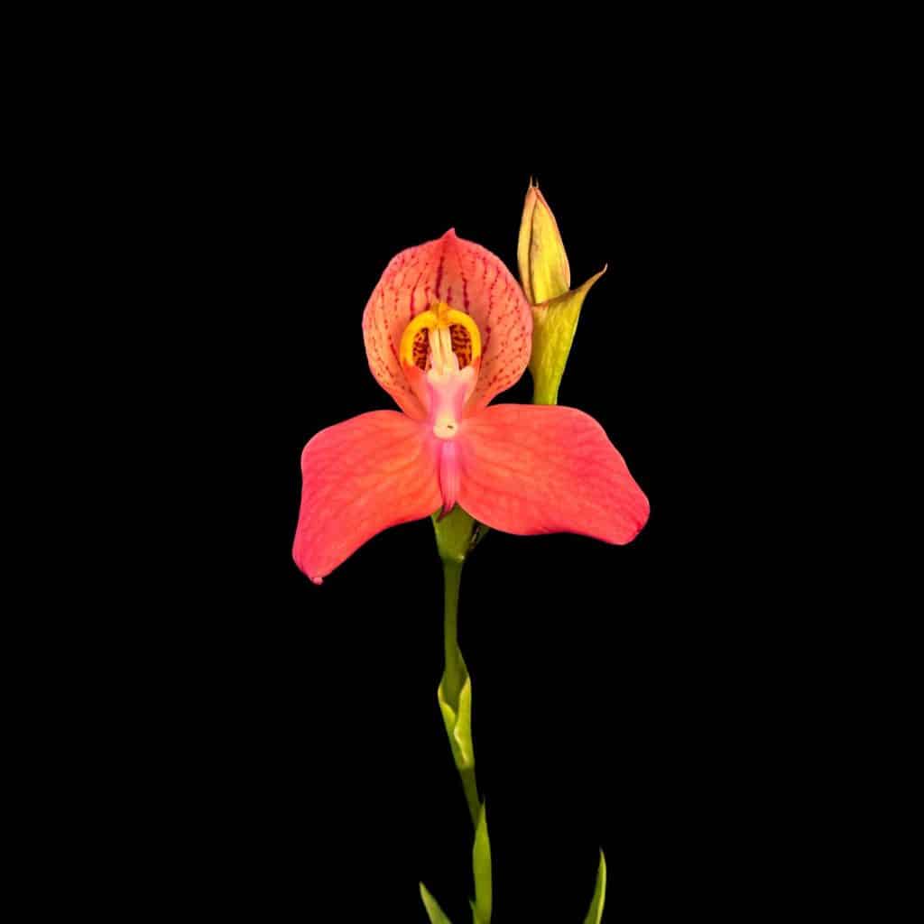carnivorsandmore – Deine Quelle für seltene Pflanzen Disa x "Inca Warrior"