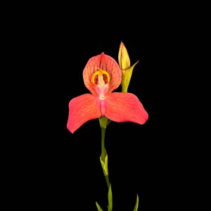 Disa x "Inca Warrior"