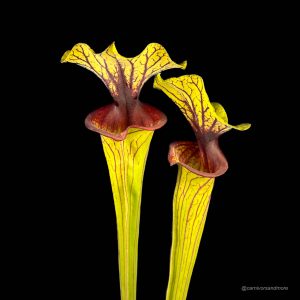 Sarracenia flava var. ornata, MK F 88ﾠ