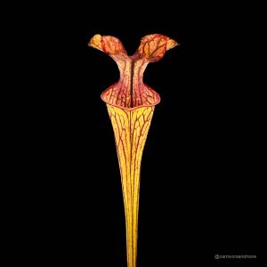 Sarracenia oreophila "Haevy Veined", Sand Mountain