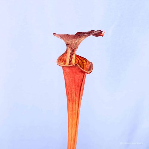 XUcAa8JMBCdhTmyXbj37.jpg XUcAa8JMBCdhTmyXbj37.jpg