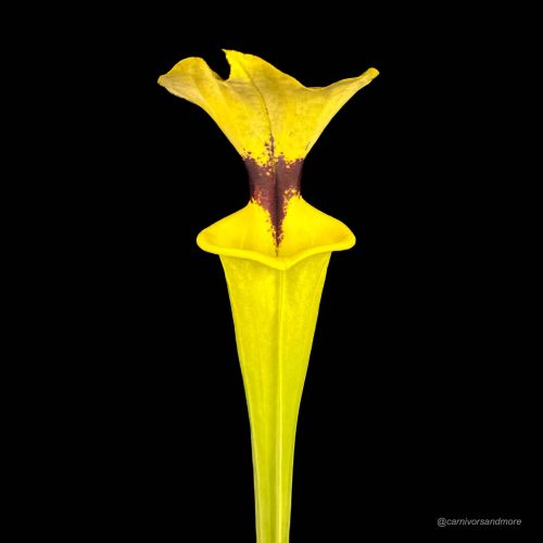 XiyBWasm98V3uOZp9KtJ.jpg XiyBWasm98V3uOZp9KtJ.jpg